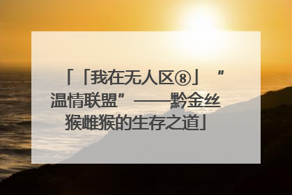 「我在无人区⑧」“温情联盟”——黔金丝猴雌猴的生存之道