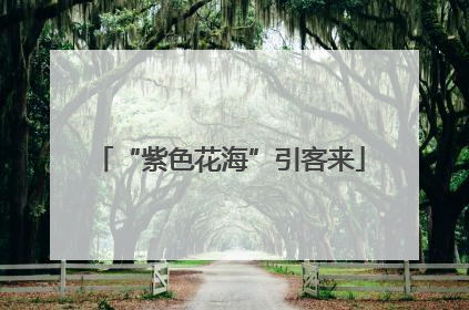 “紫色花海”引客来