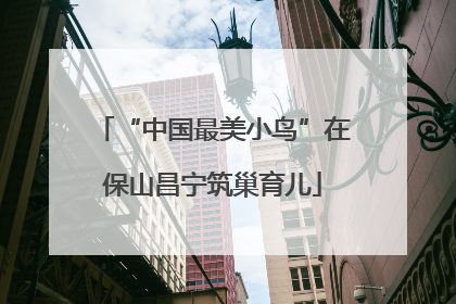 “中国最美小鸟”在保山昌宁筑巢育儿