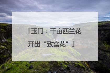 玉门：千亩西兰花开出“致富花”