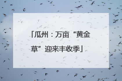 瓜州：万亩“黄金草”迎来丰收季