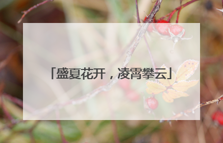 盛夏花开，凌霄攀云