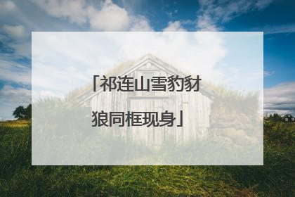 祁连山雪豹豺狼同框现身