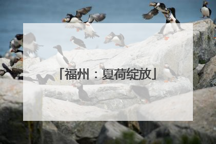 福州：夏荷绽放