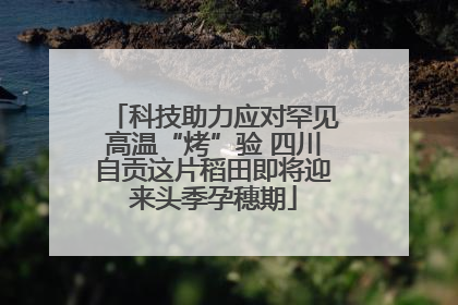 科技助力应对罕见高温“烤”验 四川自贡这片稻田即将迎来头季孕穗期
