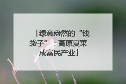 绿意盎然的“钱袋子”：高原夏菜成富民产业