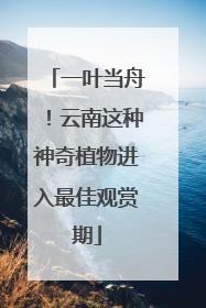 一叶当舟！云南这种神奇植物进入最佳观赏期