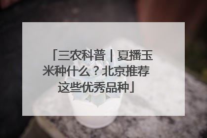 三农科普｜夏播玉米种什么？北京推荐这些优秀品种
