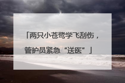 两只小苍鹭学飞刮伤，管护员紧急“送医”