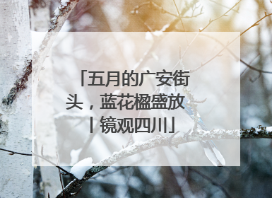 五月的广安街头，蓝花楹盛放丨镜观四川