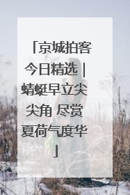 京城拍客今日精选｜蜻蜓早立尖尖角 尽赏夏荷气度华