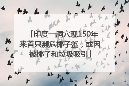 印度一洞穴现150年来首只濒危椰子蟹，或因被椰子和垃圾吸引