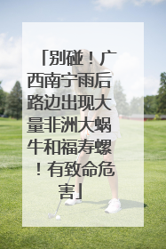 别碰！广西南宁雨后路边出现大量非洲大蜗牛和福寿螺！有致命危害