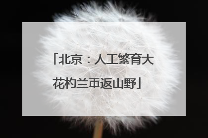 北京：人工繁育大花杓兰重返山野