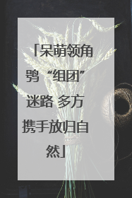 呆萌领角鸮“组团”迷路 多方携手放归自然