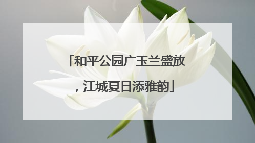 和平公园广玉兰盛放，江城夏日添雅韵