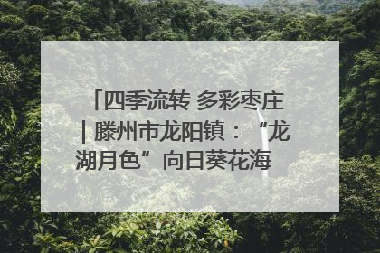 四季流转 多彩枣庄｜滕州市龙阳镇：“龙湖月色”向日葵花海 绘就乡村振兴新画卷