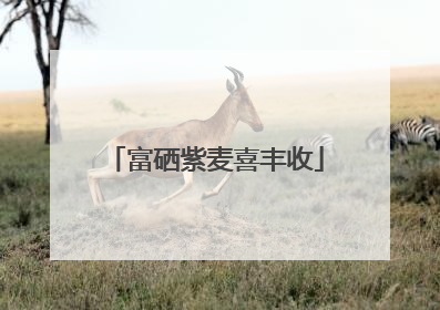 富硒紫麦喜丰收