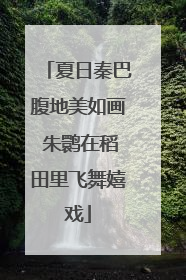 夏日秦巴腹地美如画 朱鹮在稻田里飞舞嬉戏