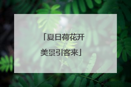 夏日荷花开 美景引客来