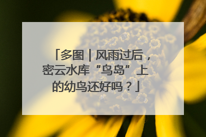 多图｜风雨过后，密云水库“鸟岛”上的幼鸟还好吗？