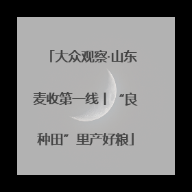 大众观察·山东麦收第一线丨“良种田”里产好粮