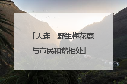 大连：野生梅花鹿与市民和谐相处