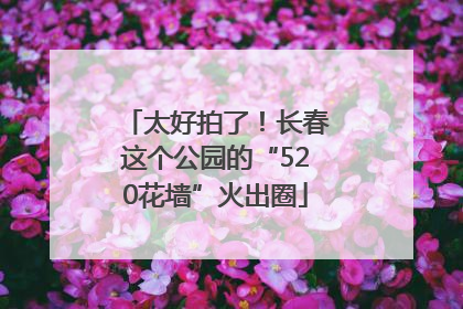 太好拍了！长春这个公园的“520花墙”火出圈