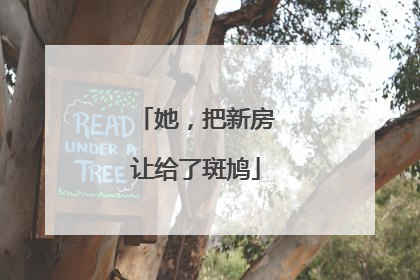 她，把新房让给了斑鸠