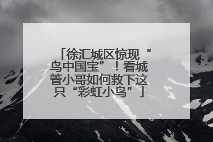 徐汇城区惊现“鸟中国宝”！看城管小哥如何救下这只“彩虹小鸟”