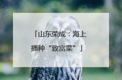 山东荣成：海上播种“致富菜”