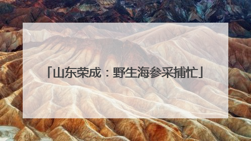 山东荣成：野生海参采捕忙