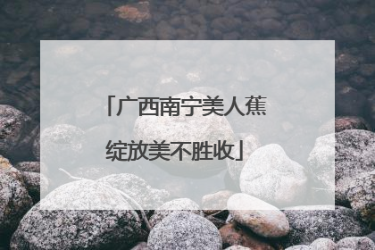 广西南宁美人蕉绽放美不胜收