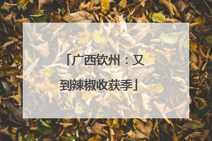 广西钦州：又到辣椒收获季