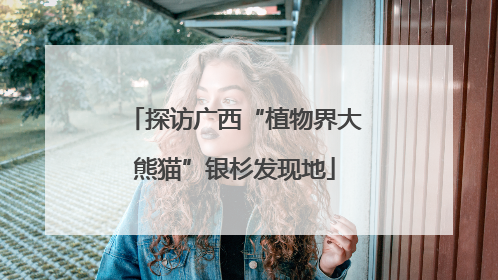 探访广西“植物界大熊猫”银杉发现地