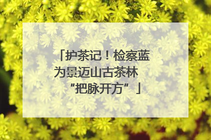 护茶记！检察蓝为景迈山古茶林 “把脉开方”