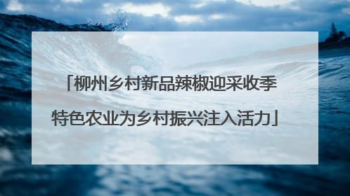 柳州乡村新品辣椒迎采收季 特色农业为乡村振兴注入活力