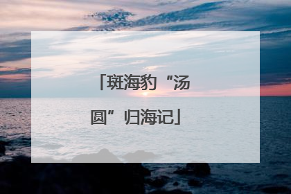 斑海豹“汤圆”归海记