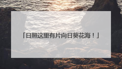 日照这里有片向日葵花海！