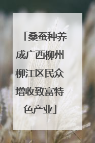 桑蚕种养成广西柳州柳江区民众增收致富特色产业