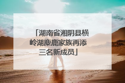 湖南省湘阴县横岭湖麋鹿家族再添三名新成员