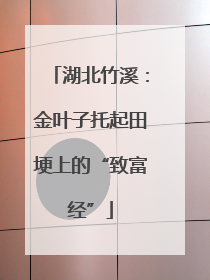 湖北竹溪：金叶子托起田埂上的“致富经”