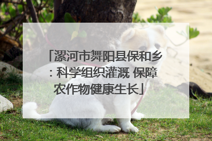 漯河市舞阳县保和乡：科学组织灌溉 保障农作物健康生长