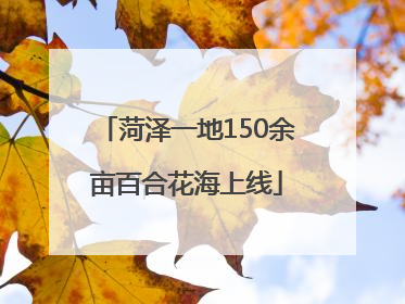 菏泽一地150余亩百合花海上线