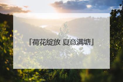 荷花绽放 夏意满塘