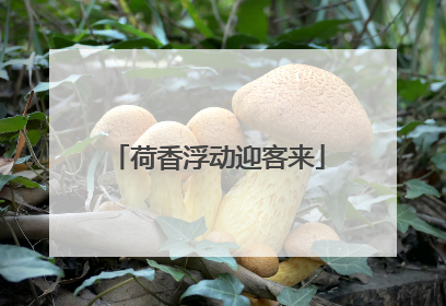 荷香浮动迎客来