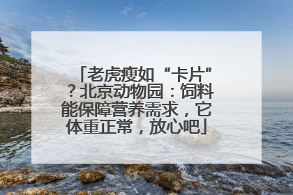 老虎瘦如“卡片”？北京动物园：饲料能保障营养需求，它体重正常，放心吧