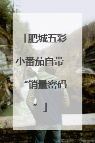 肥城五彩小番茄自带“销量密码”