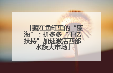 藏在鱼缸里的“蓝海”：拼多多“千亿扶持”加速激活西部水族大市场
