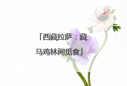西藏拉萨：藏马鸡林间觅食